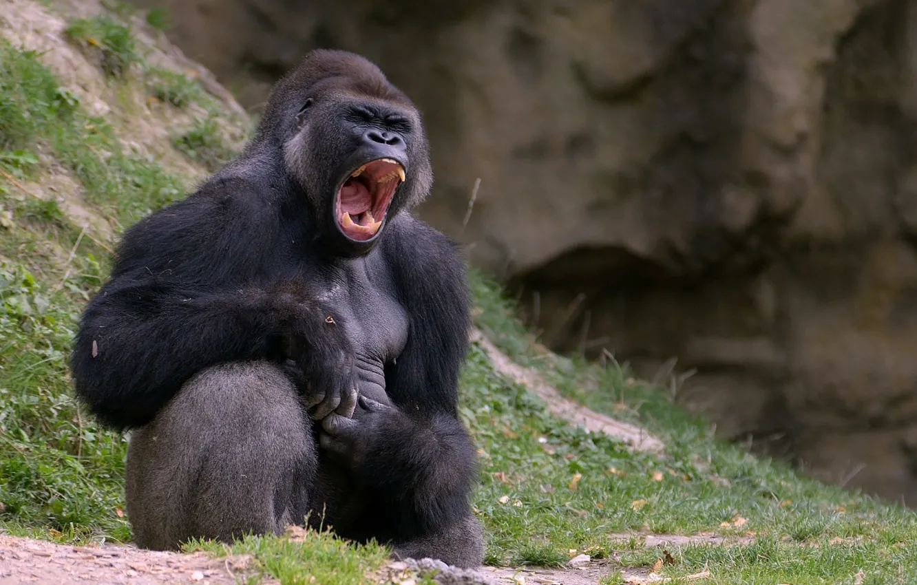Фото обои зубы, обезьяна, пасть, горилла