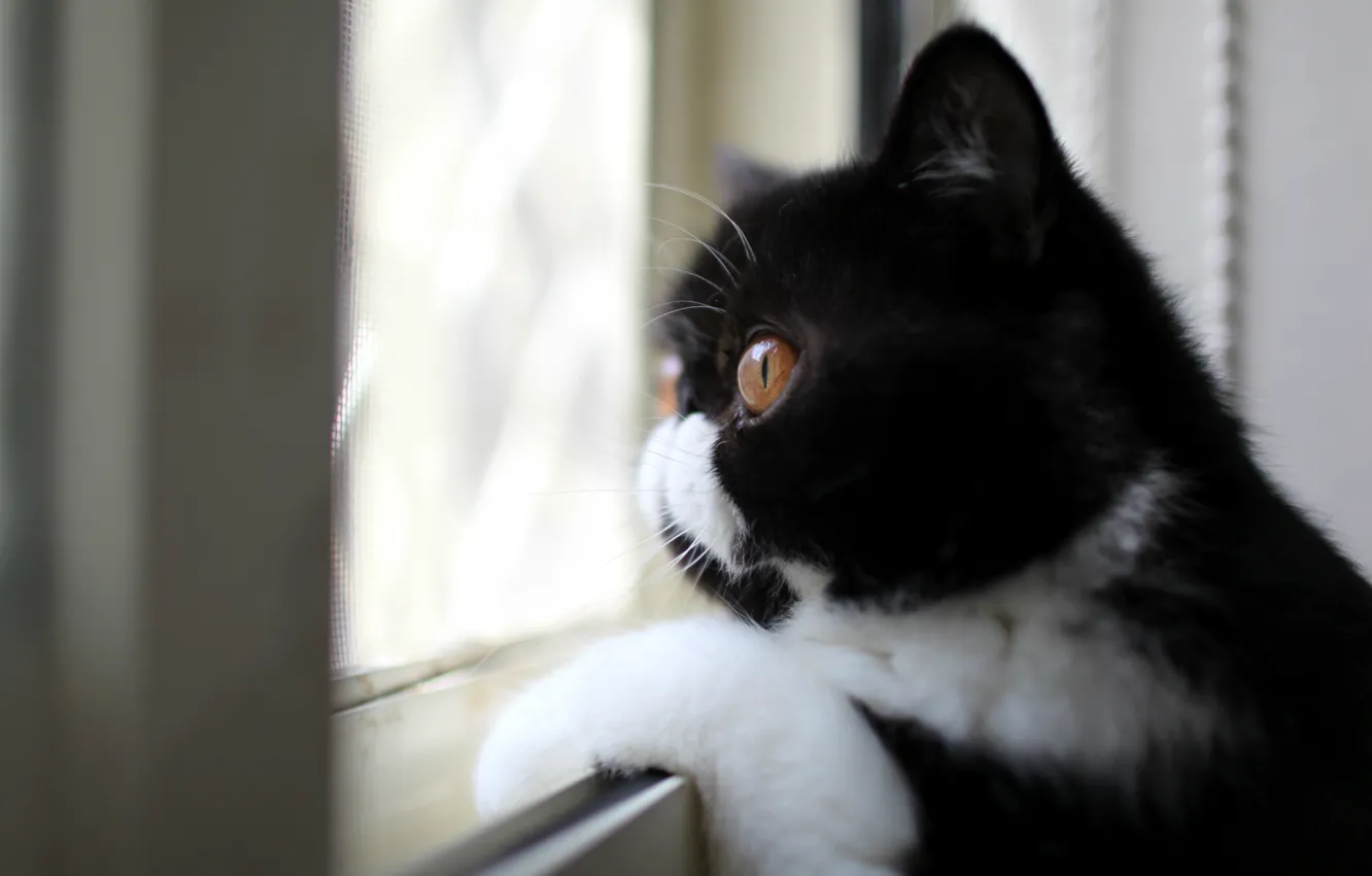 Фото обои взгляд, черно-белый, Кот, профиль, окрас, смотрит в окно