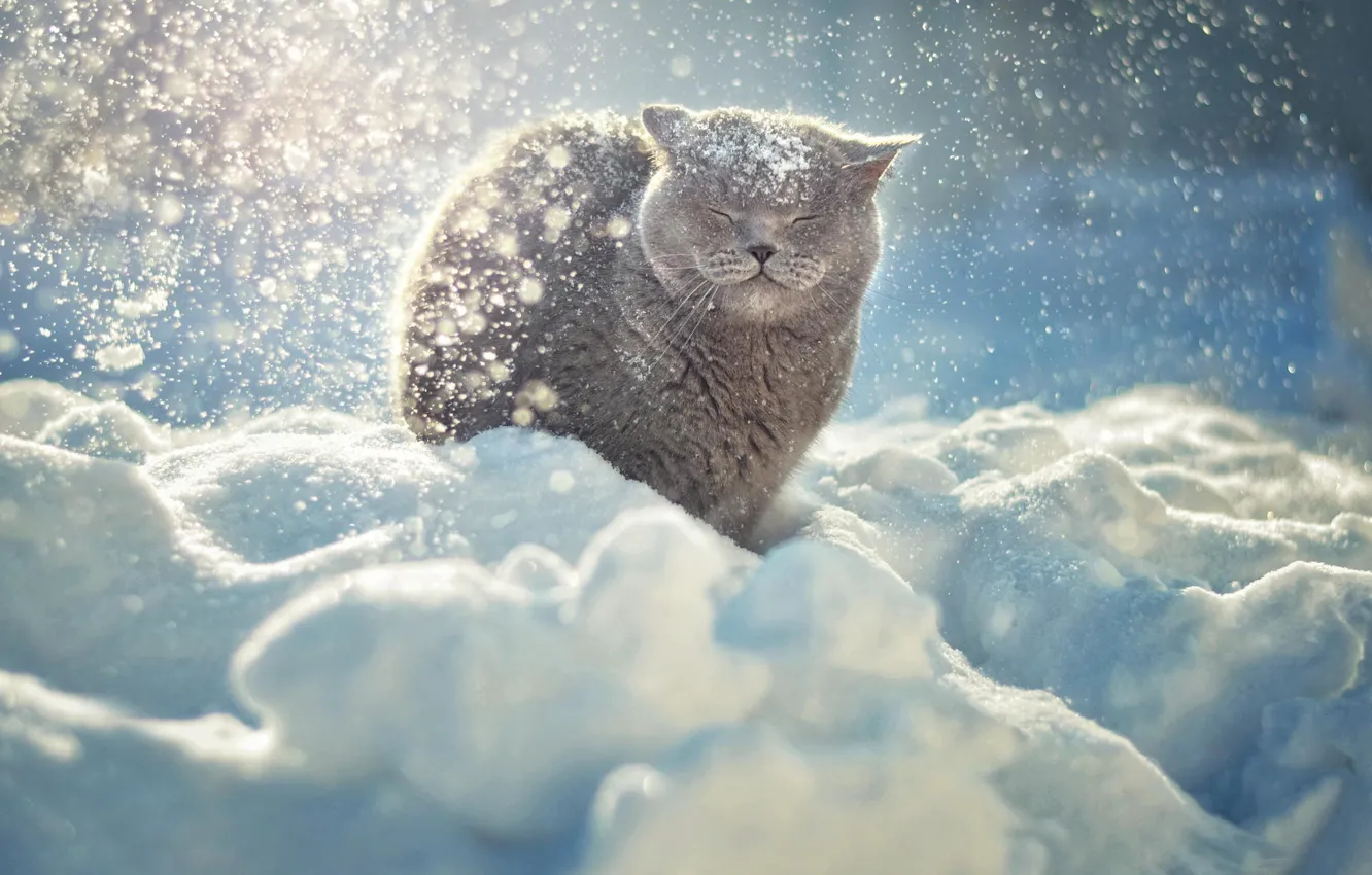 Фото обои зима, кошка, животные, кот, снег