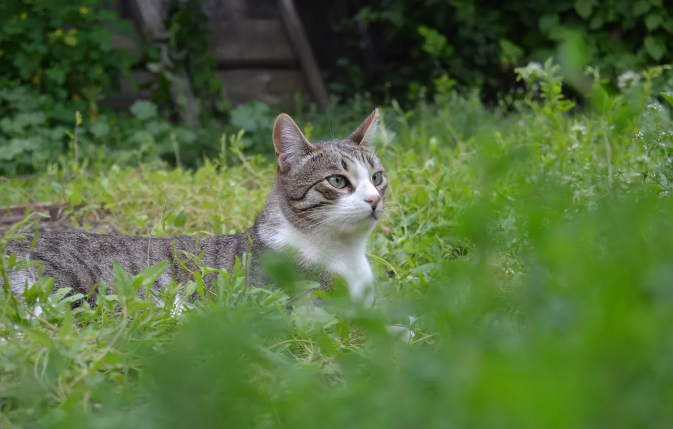 Фото обои трава, Кот, лежит