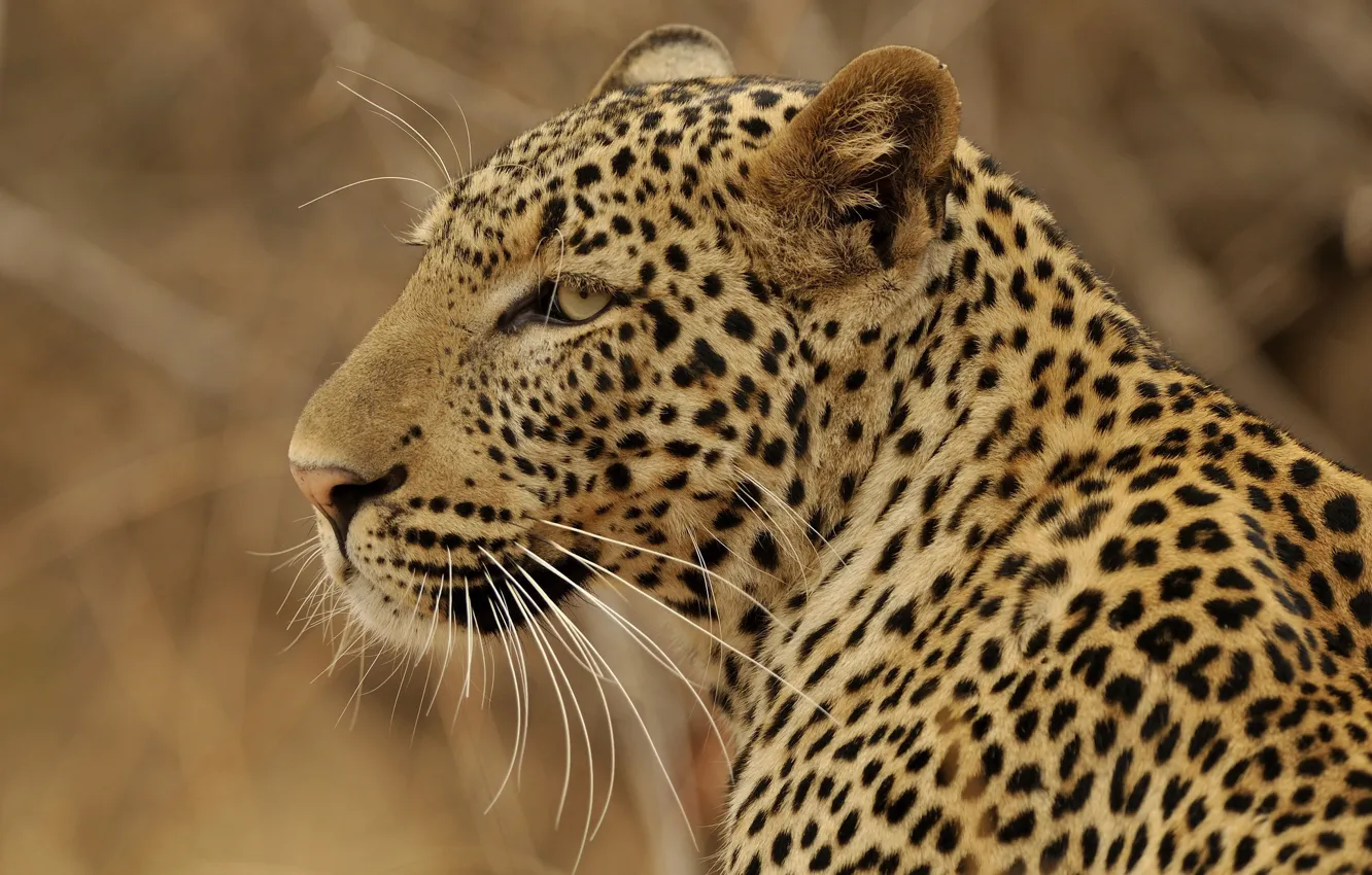 Фото обои хищник, леопард, профиль