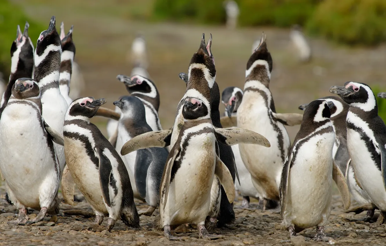 Фото обои птицы, обитатели, Пингвины