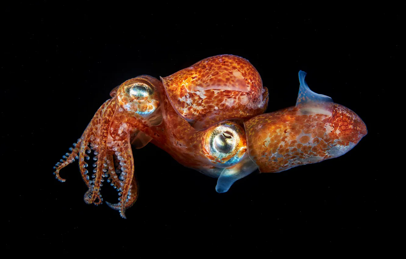 Фото обои море, вода, макро, черный фон, подводный мир, два, под водой, кальмары