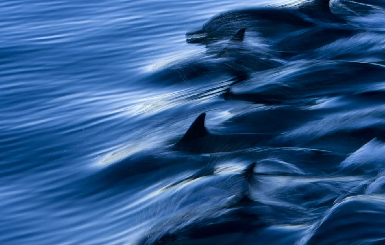 Фото обои море, вода, брызги, скорость, дельфины