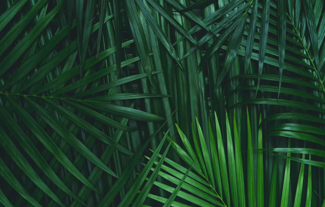 Фото обои Green, Palm tree, Foliage