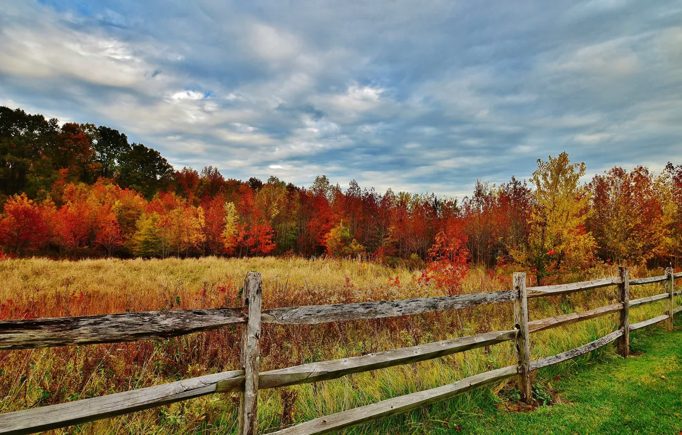 Фото обои осень, лес, небо, трава, листья, деревья, забор, ограда