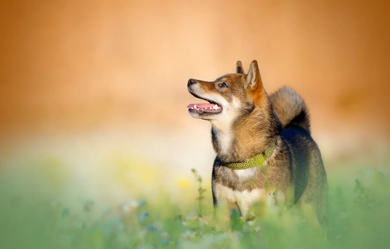 Фото обои трава, оранжевый, фон, портрет, собака, зубы, профиль, смотрит вверх