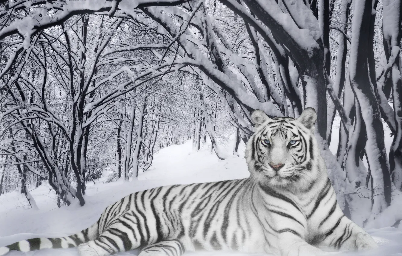 Фото обои зима, полоски, тигр, black&white, хамелеон