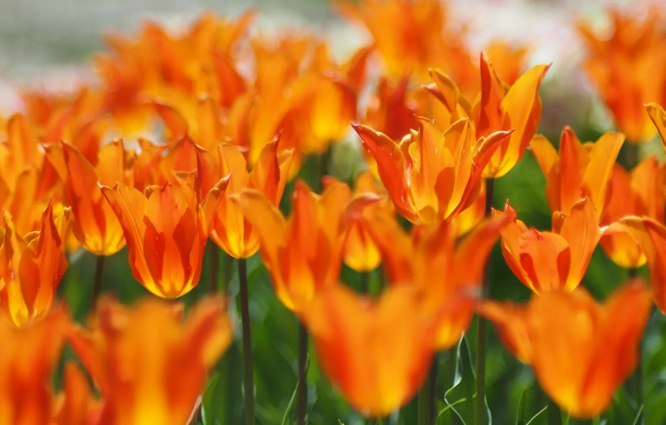 Фото обои цветы, размытие, весна, тюльпаны, оранжевые, клумба, боке