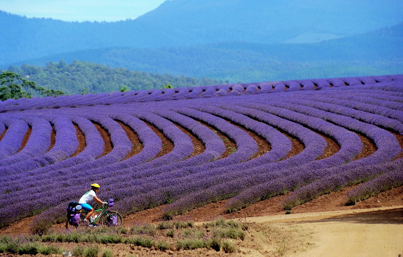 Фото обои girl, Tasmania, tourist, mountain bike, Bridestowe, lavender farm