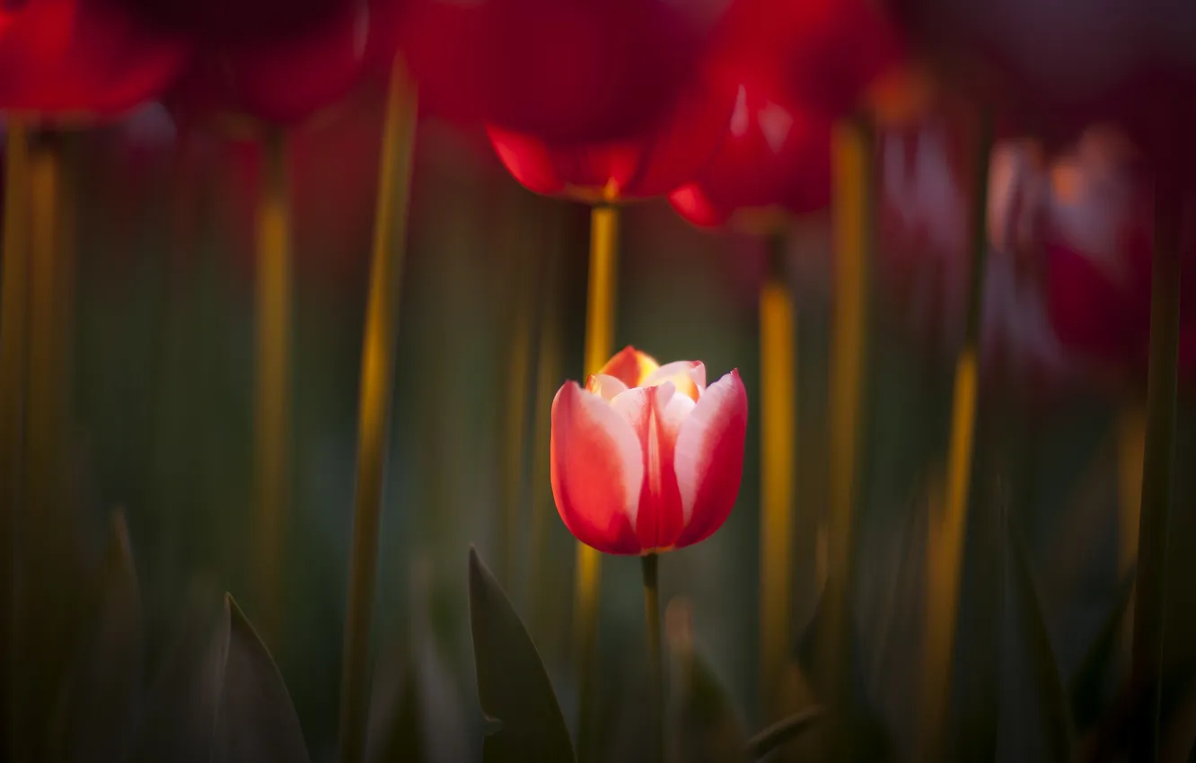 Фото обои красный, природа, фокус, весна, тюльпаны