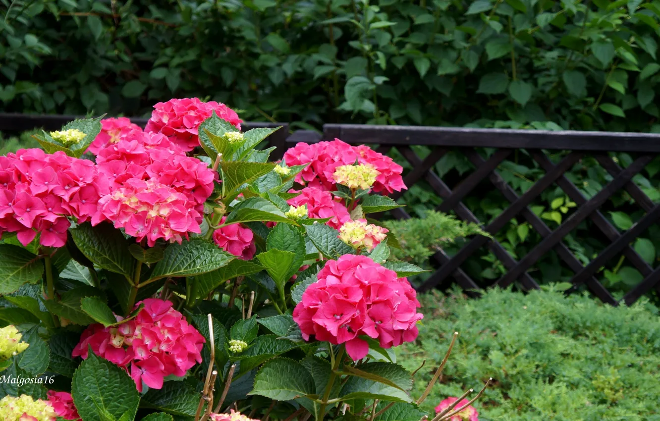 Фото обои flower, garden, blooming