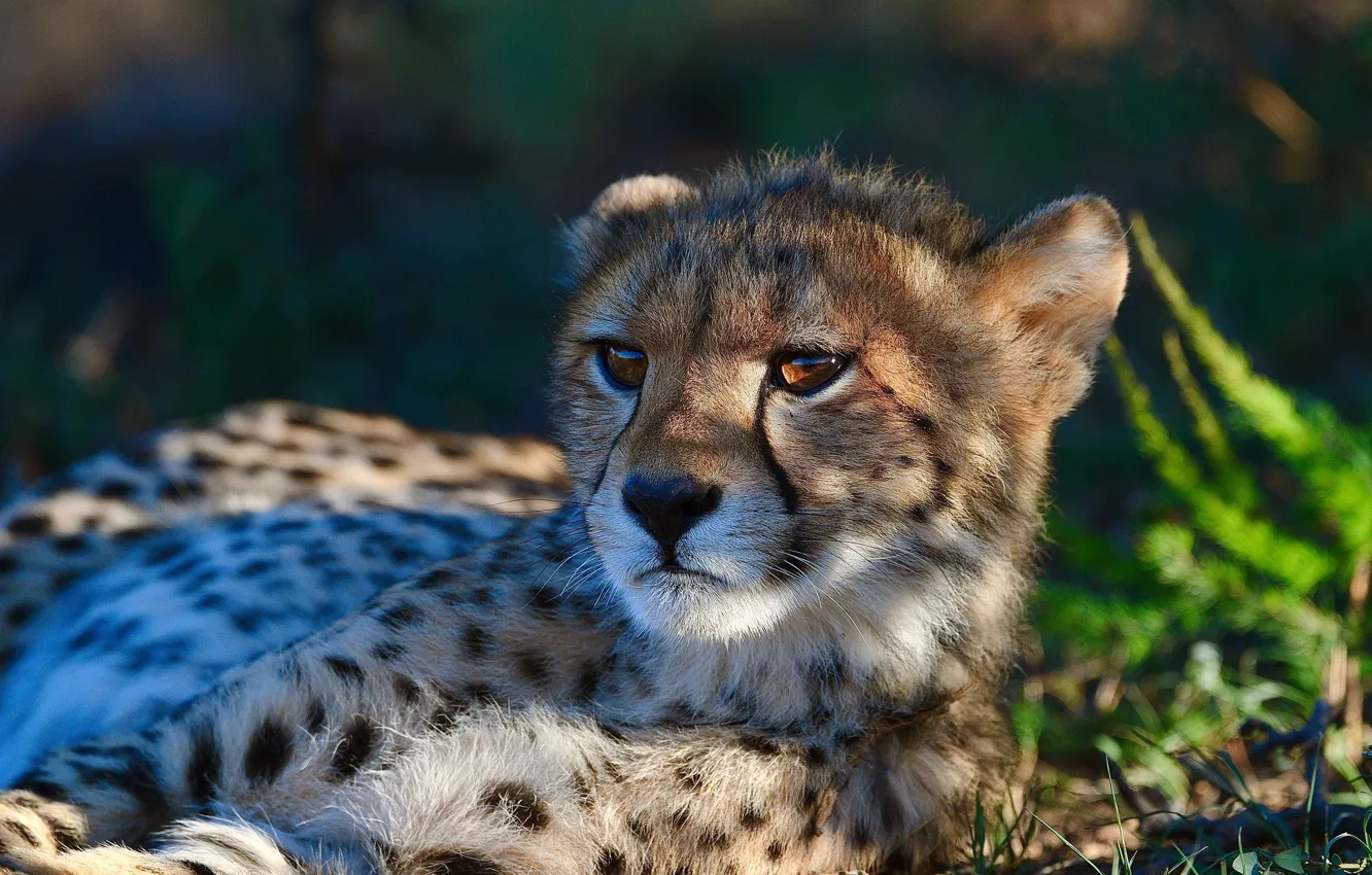 Фото обои взгляд, морда, свет, портрет, тень, малыш, гепард, лежит