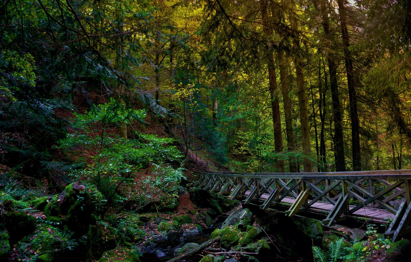 Фото обои лес, мост, река, hdr, мост через реку в лесу, мост в лесу