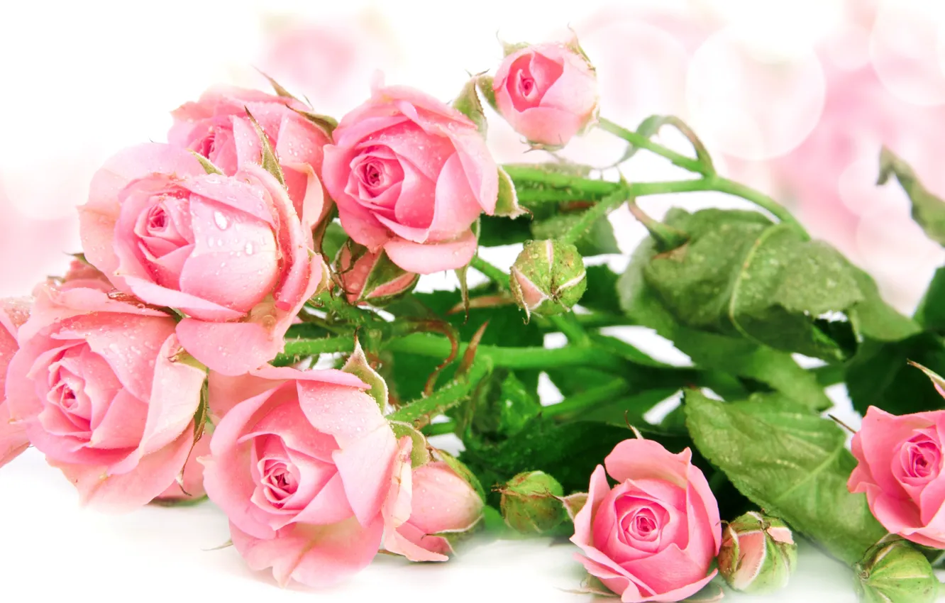 Фото обои капли, розы, букет, розовые, бутоны, боке