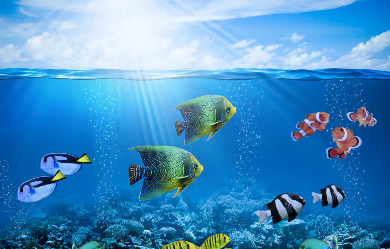 Фото обои солнце, лучи, рыбки, пузыри, подводный мир, underwater, ocean, fishes