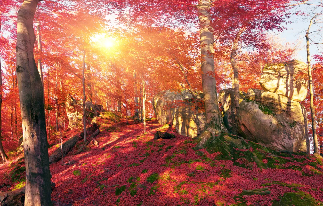 Фото обои осень, лес, листья, солнце, деревья, горы, камни, мох