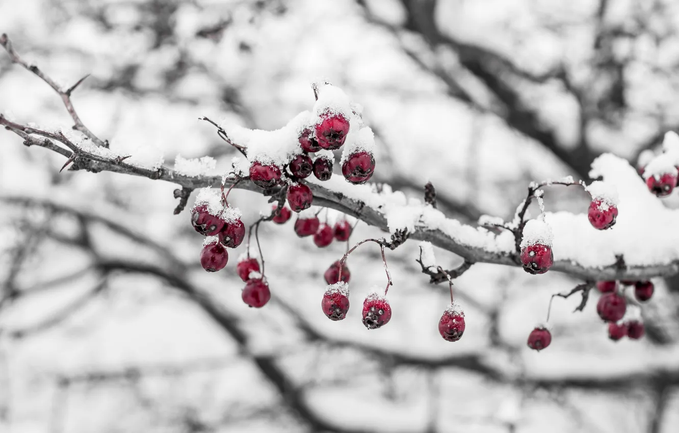 Фото обои холод, лед, зима, макро, снег, ягоды, ветка