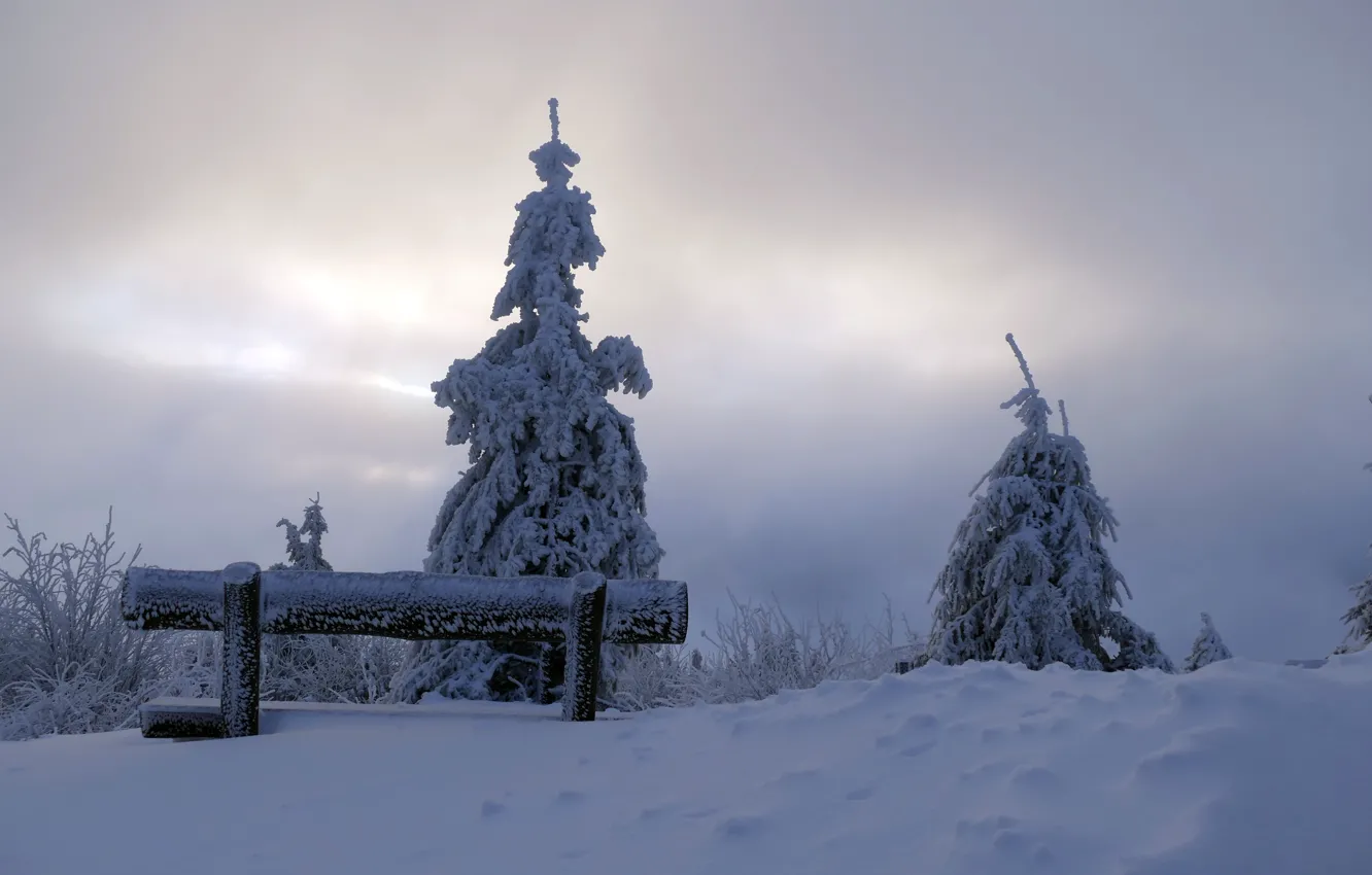 Фото обои зима, снег, дерево, утро, скамья