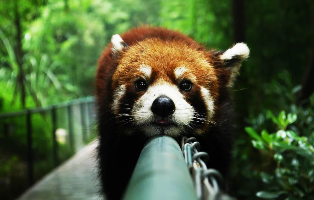 Фото обои животные, красная панда, animals, red panda