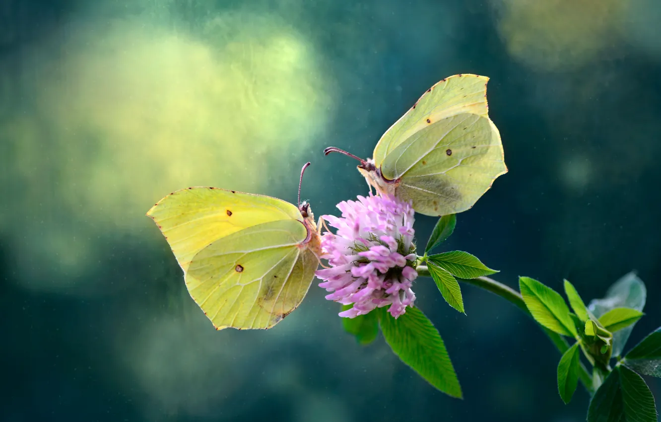 Фото обои цветок, природа, Бабочки, клевер