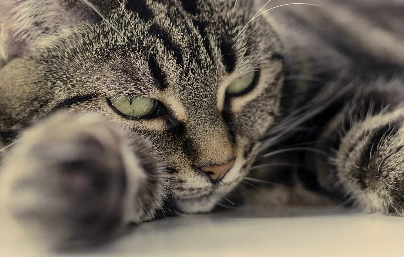 Фото обои кошка, кот, лапы, мордочка, лежа
