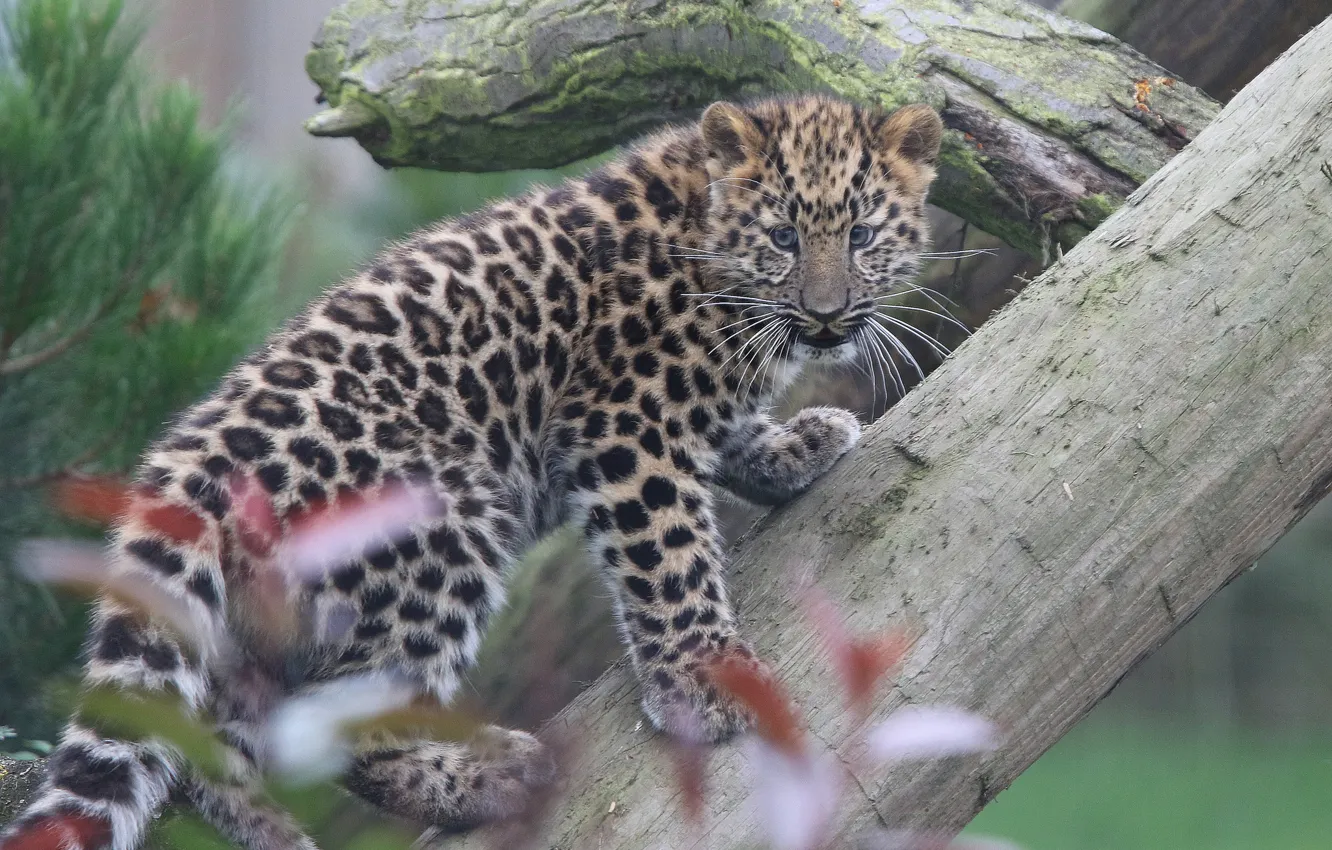 Фото обои леопард, бревно, детёныш, котёнок, Дальневосточный леопард, Амурский леопард