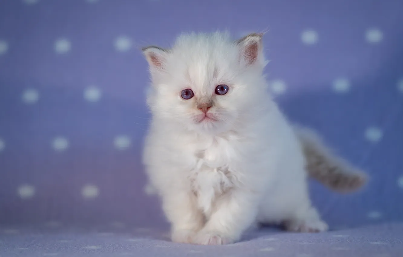 Фото обои кошка, белый, взгляд, поза, котенок, малыш, мордашка, пушистик