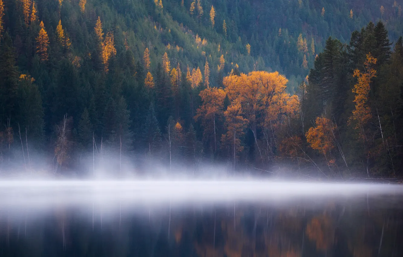 Фото обои лес, вода, деревья, туман, озеро, гладь