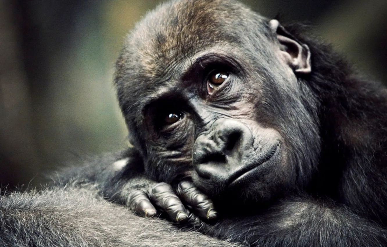 Фото обои обезьяна, горилла, детеныш, примат