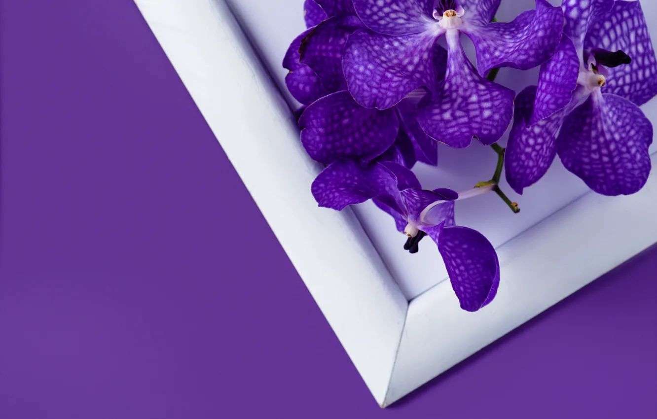 Фото обои цветы, фон, рамка, орхидея