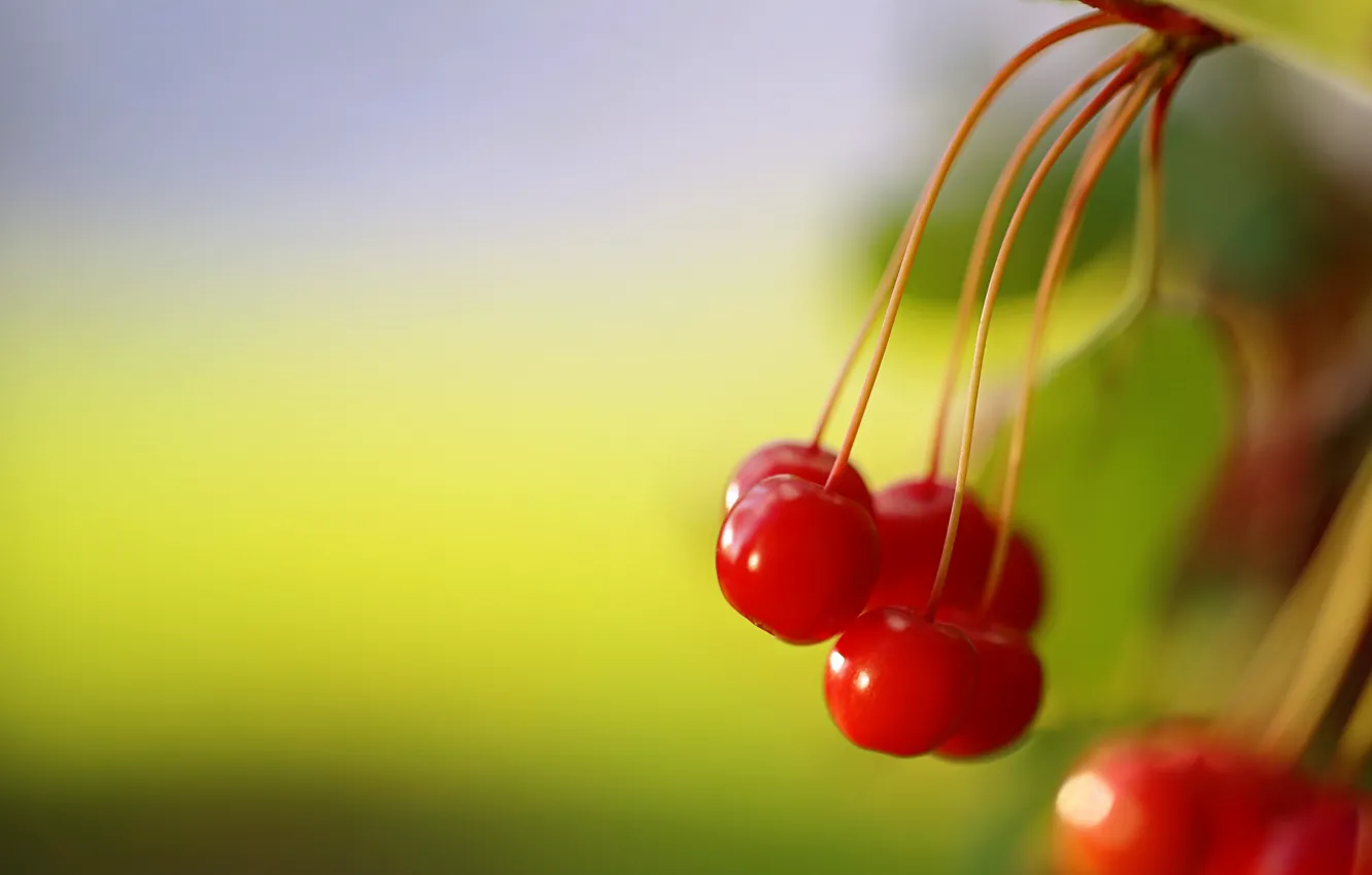 Фото обои природа, Red, Wild Berries