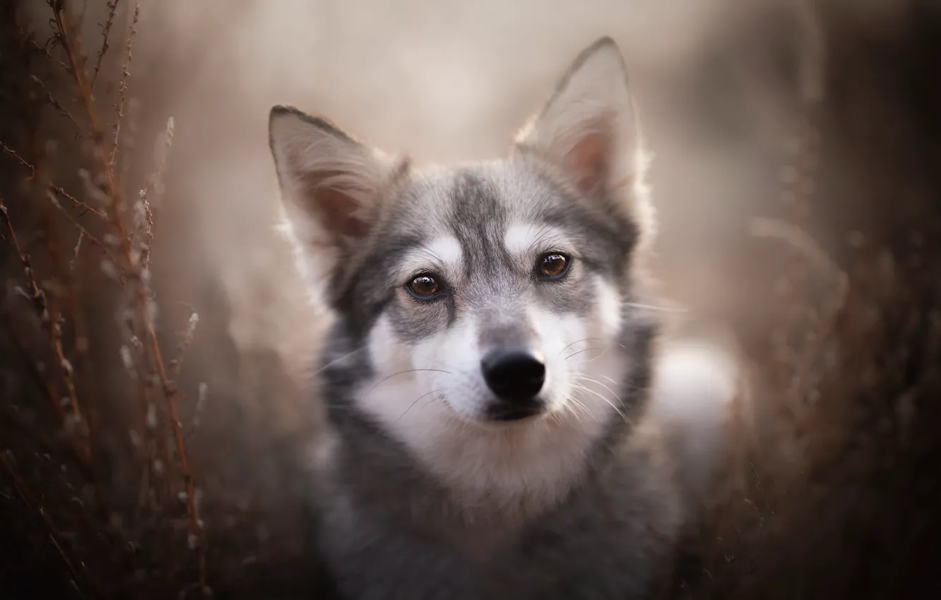 Фото обои взгляд, друг, собака