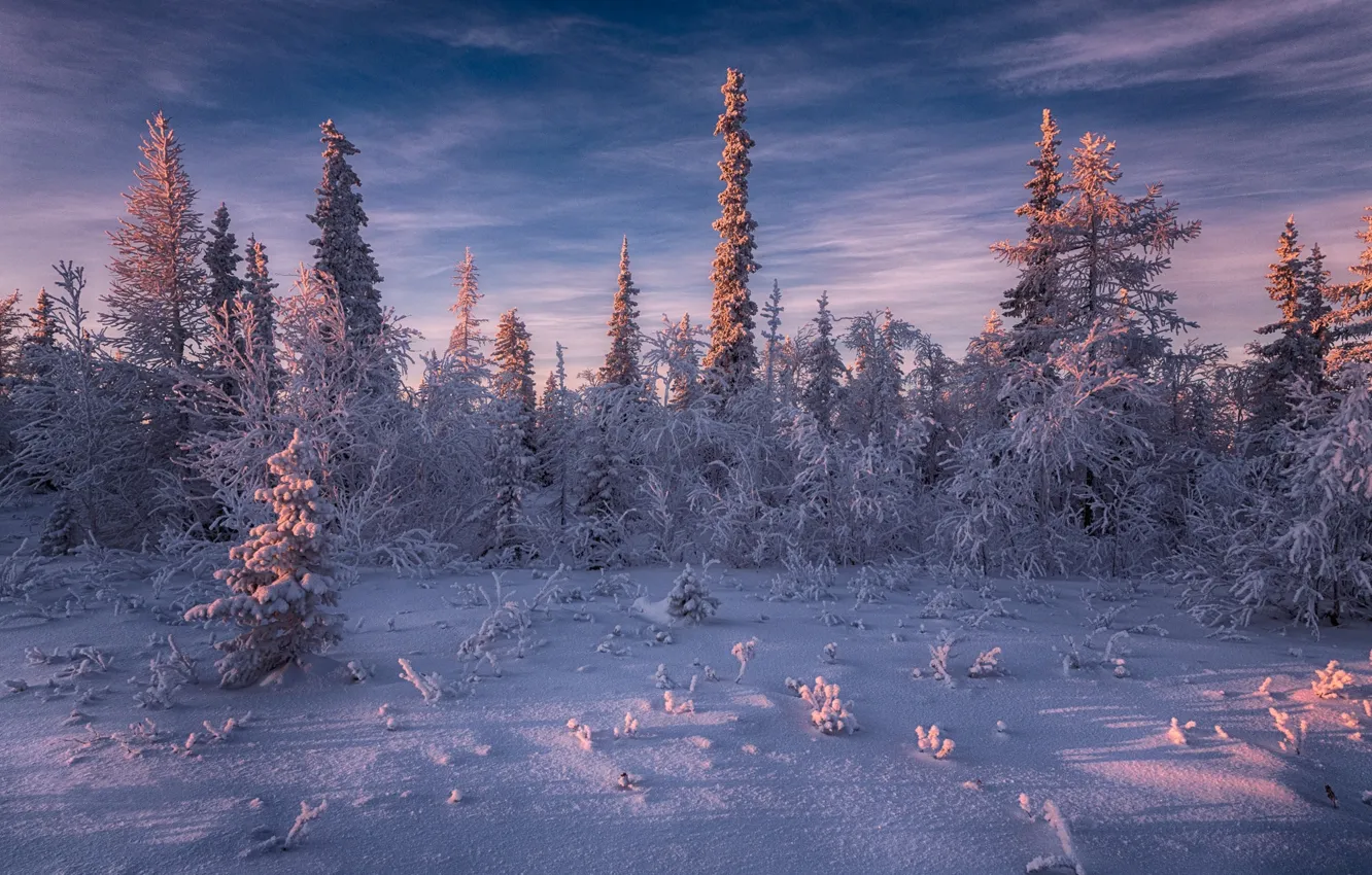 Фото обои зима, снег, деревья, вечер