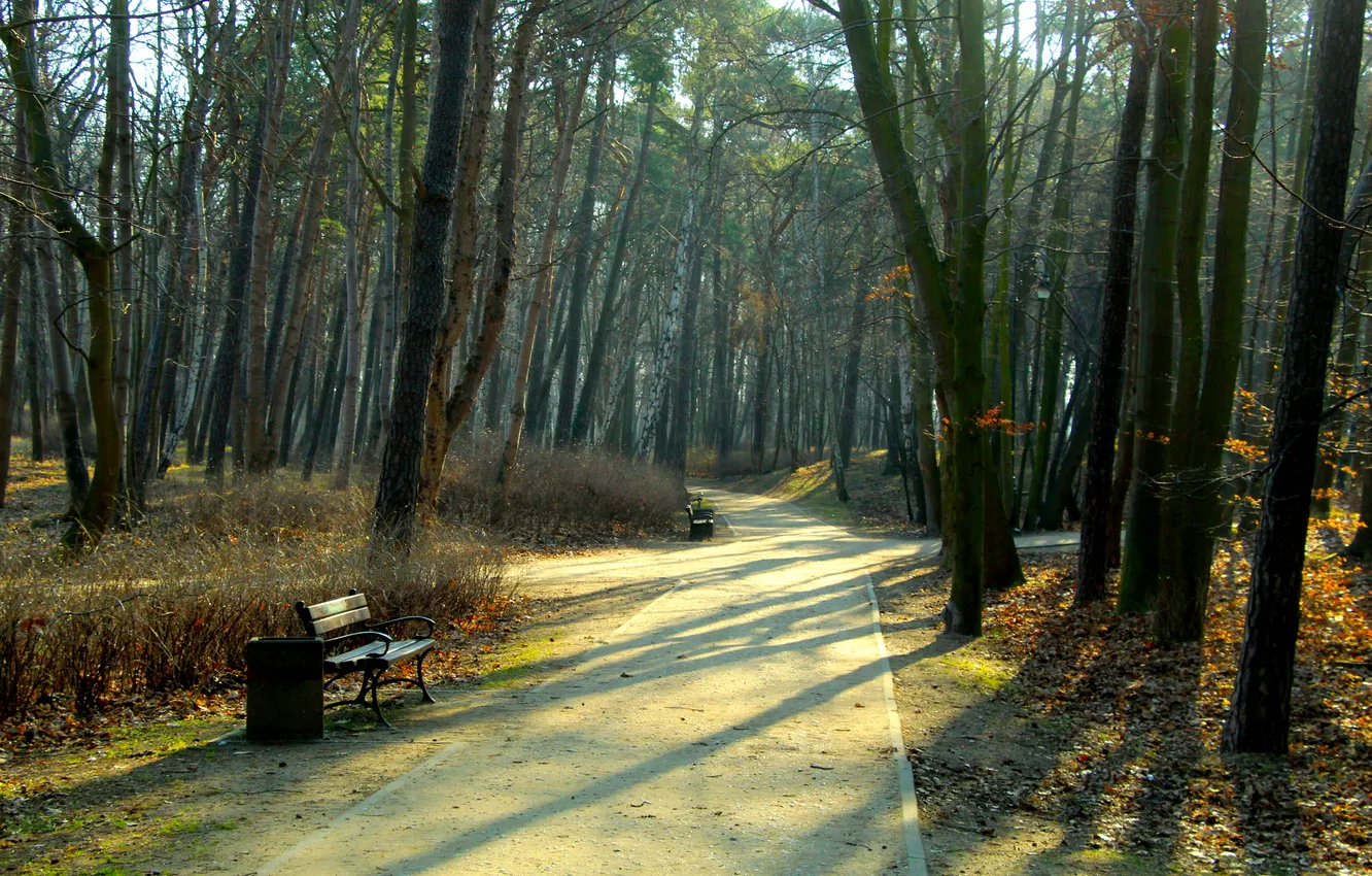 Фото обои trees, park, alley
