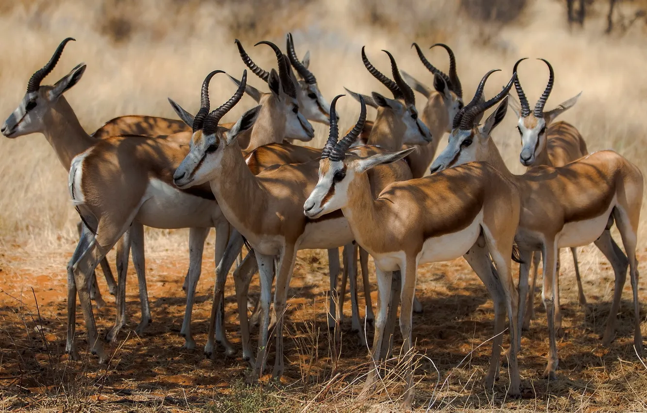 Фото обои природа, Африка, антилопы