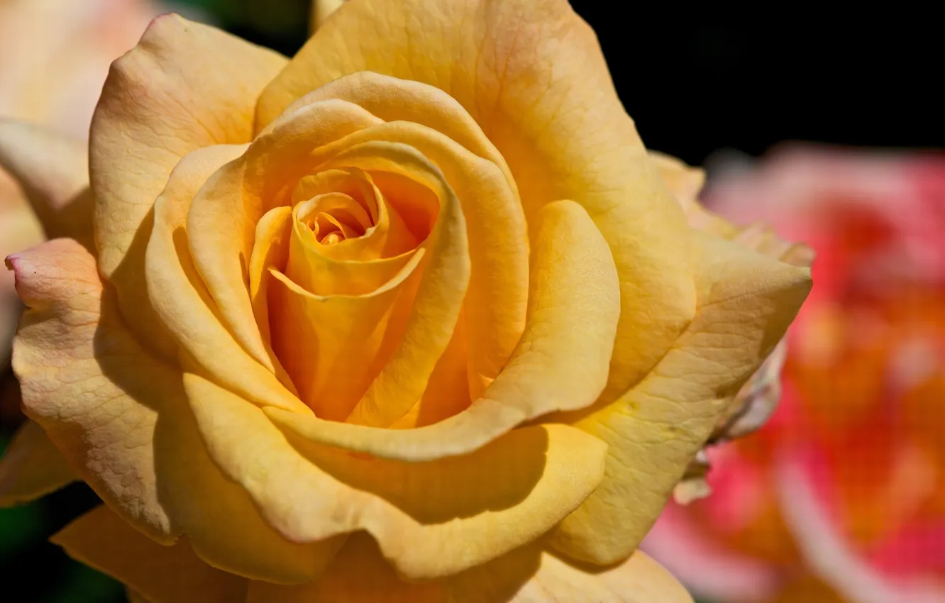 Фото обои цветок, макро, желтый, роза, лепестки