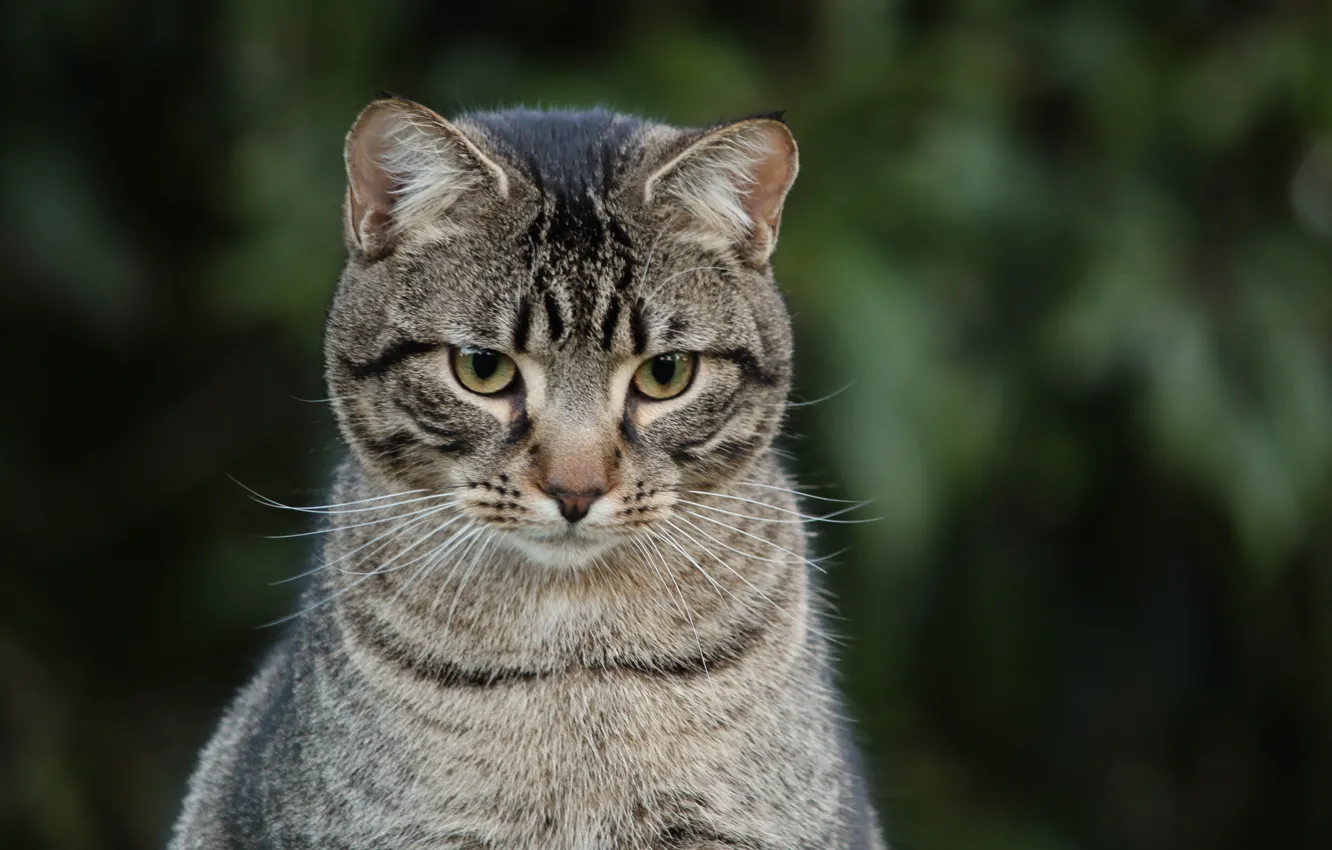 Фото обои кот, взгляд, серый, фон, полосатый