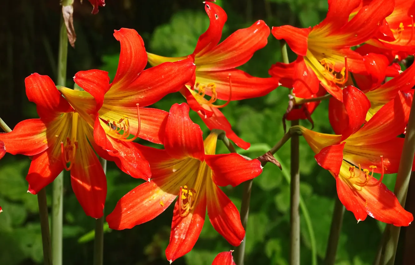 Фото обои Лилии, Lilies, Оранжевые лилии
