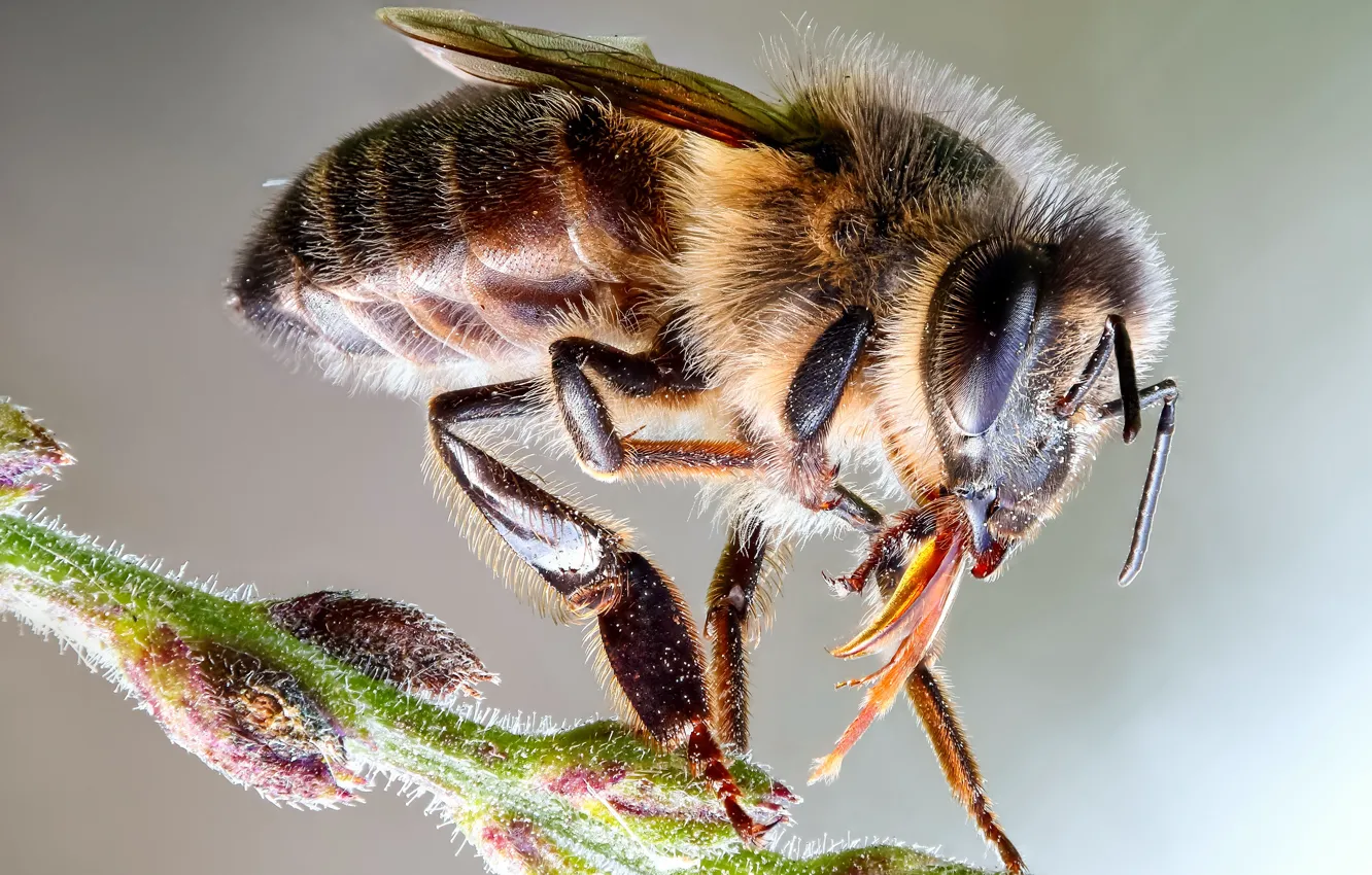 Фото обои глаза, макро, крупный план, пчела, фон, пыльца, насекомое, детали