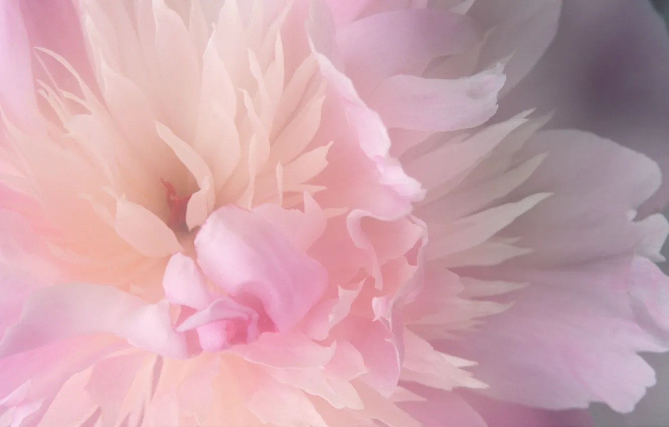 Фото обои flower, nature, pink