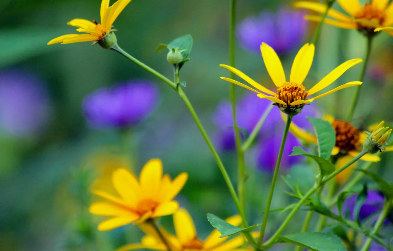 Фото обои цветы, природа, ромашки, растения, жёлтые