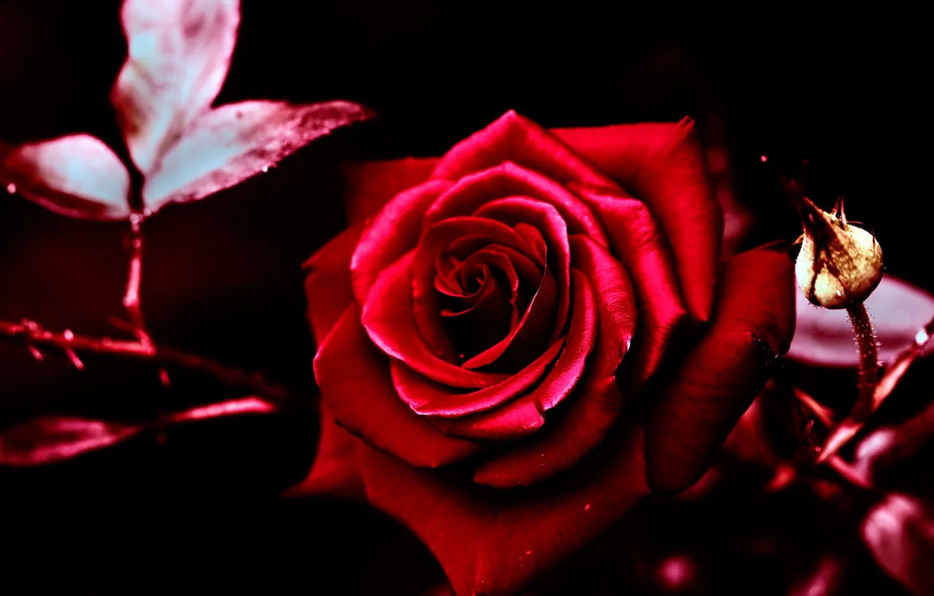 Фото обои листья, роза, бутон, красная, боке, крупным планом