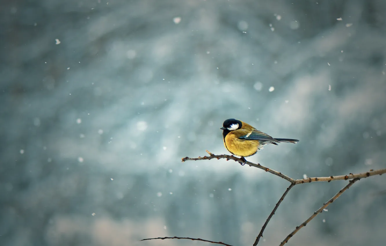 Фото обои снег, птица, bird, branches, snowing, филиал