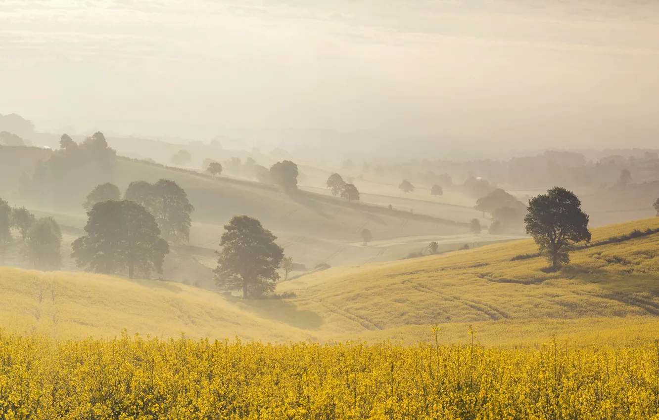 Фото обои лето, туман, утро, рапс
