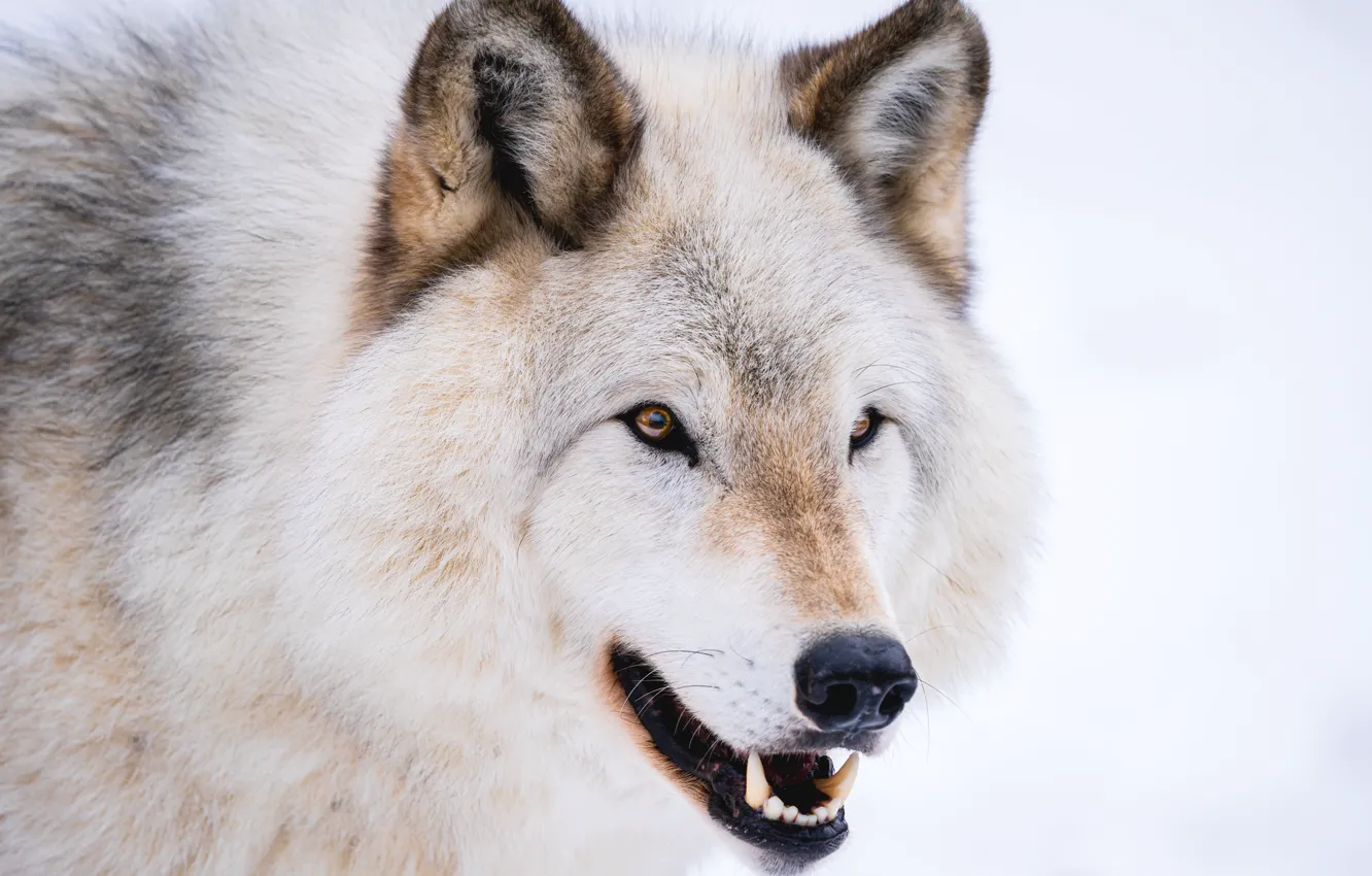 Фото обои зима, белый, взгляд, волк, портрет, пасть, белый фон, полярный