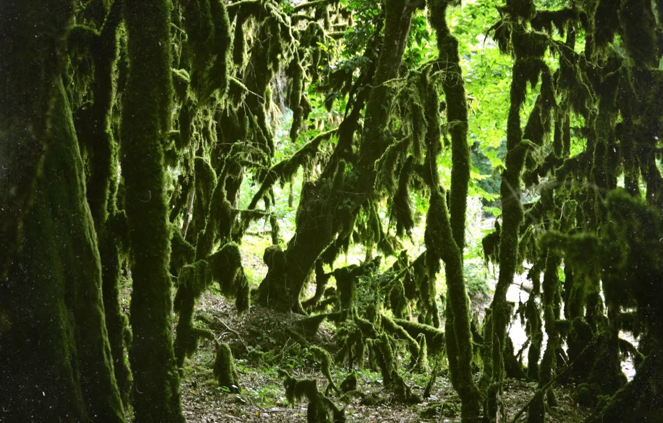 Фото обои зелень, лес, дерево, мох, железное