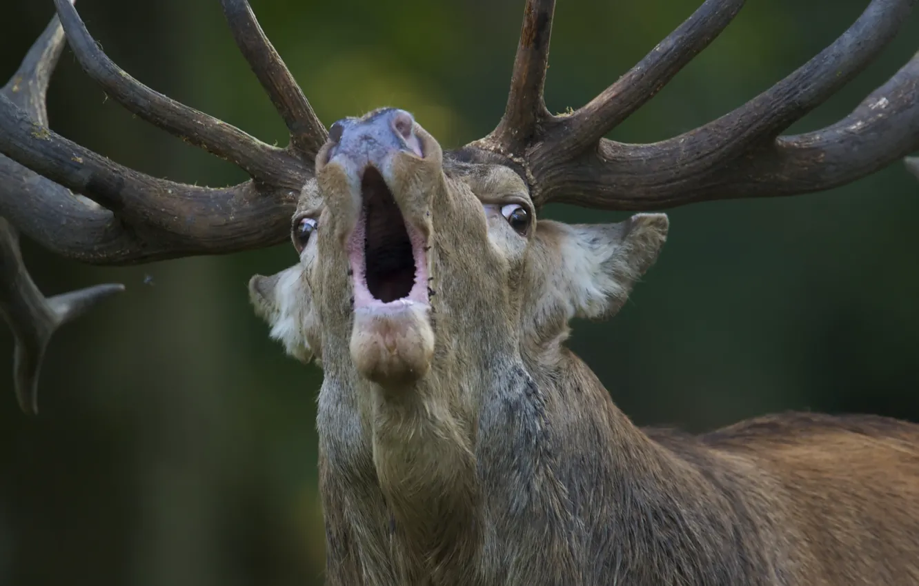 Фото обои привлечение самок, Red Deer), Jægersborg Dyrehave («The Deer Park» or «The Deer Garden»), Klampenborg, Благородный …