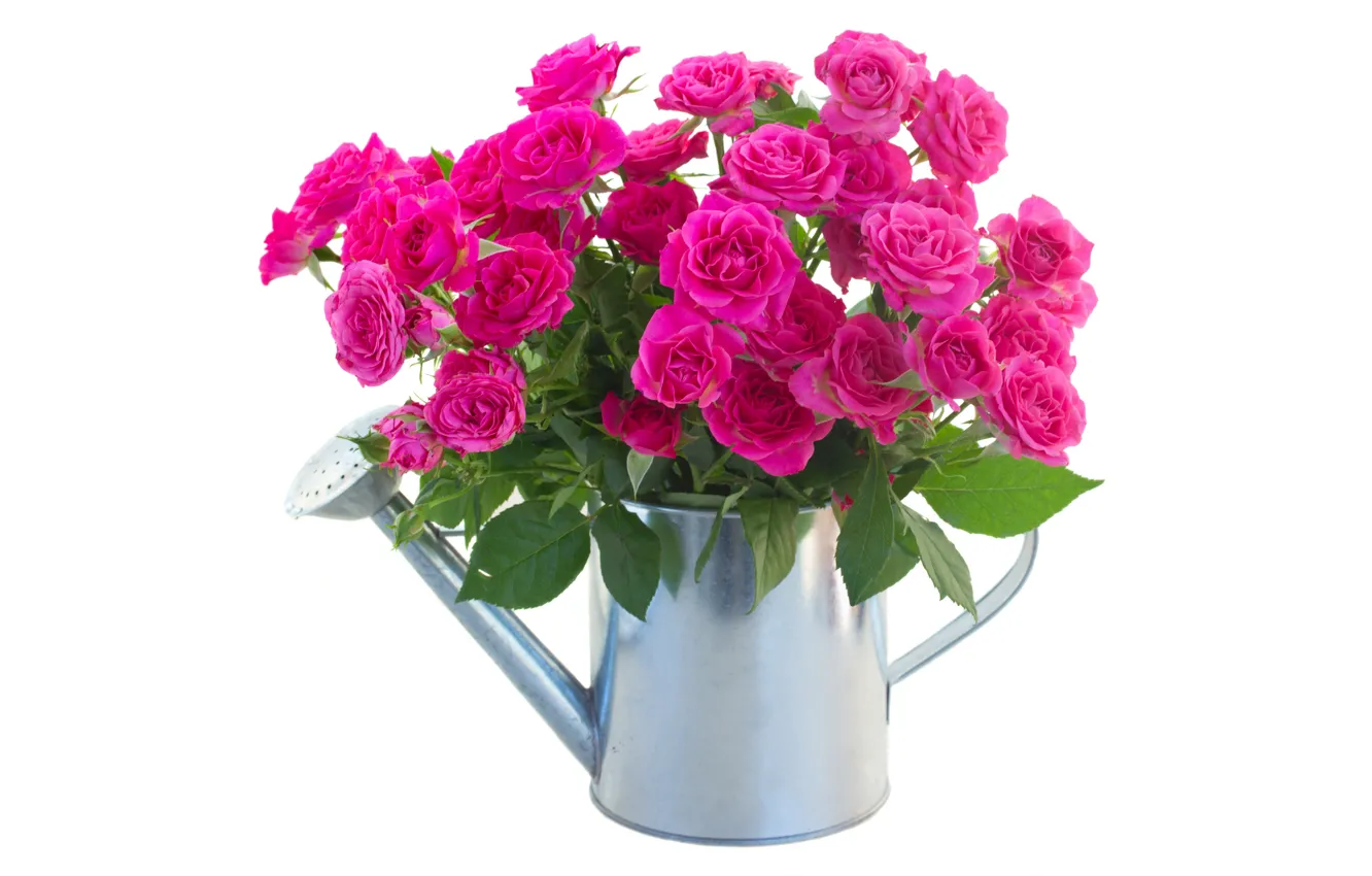 Фото обои цветы, лейка, flowers, розовые розы, pink roses, the lake