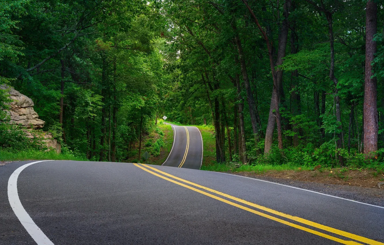 Фото обои дорога, лес, деревья, пейзаж, природа, растения, forest, road